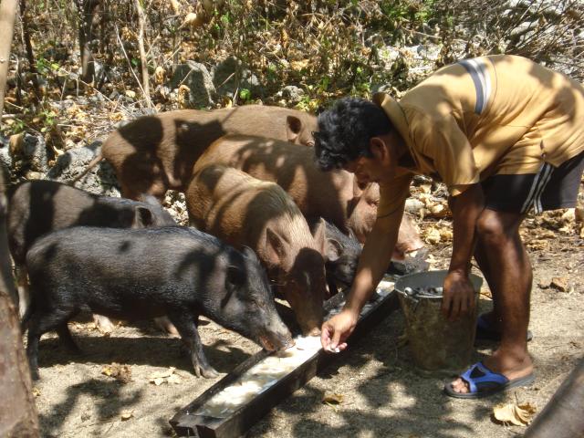 Man serving the pigs.JPG