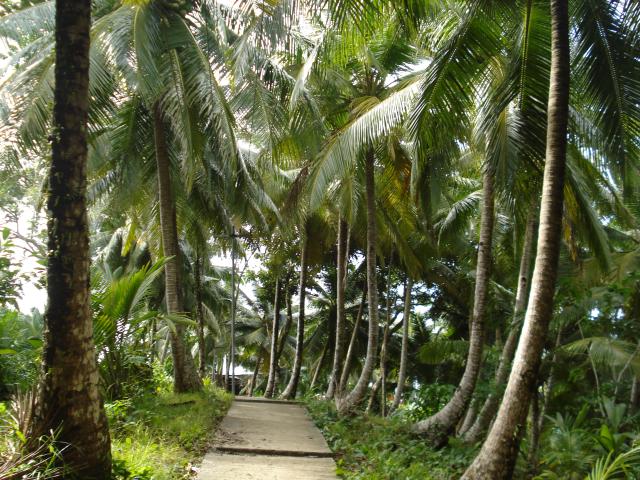 Coconut trees 1.jpg